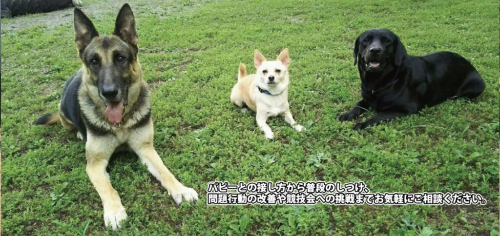 ドッグスクールタイヨウ【御殿場市】